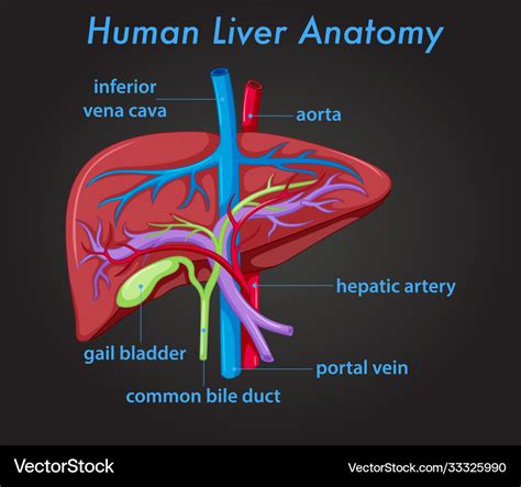 Liver Anatomy Of Human Body Royalty Free Vector Image