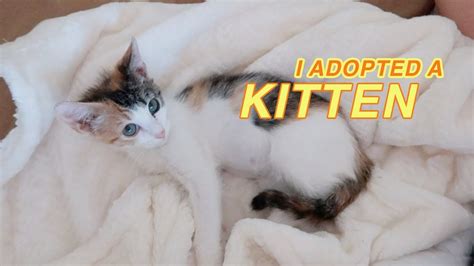 Adopting A Kitten Youtube