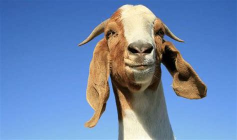 Top 10 Facts About Goats Top 10 Facts Life And Style