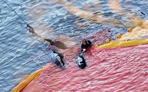 Japanese Sea Turns Blood Red As The Annual Taiji Dolphin Hunt Begins