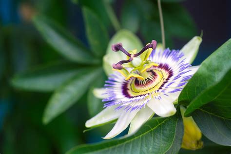 Passion Flower Description Species Symbolism And Facts Britannica