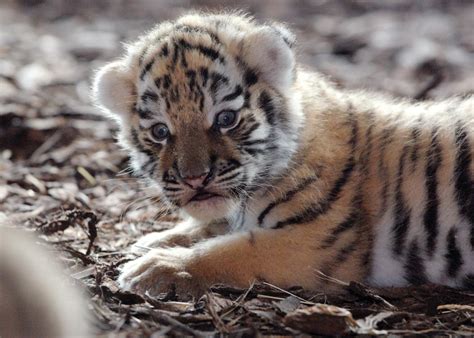 Erste Bilder Tigerbabys Im Tiergarten Schönbrunn Tierzeitat