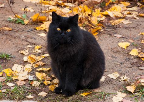 Perché Si Crede Che Il Gatto Nero Porti Sfortuna Sapereit