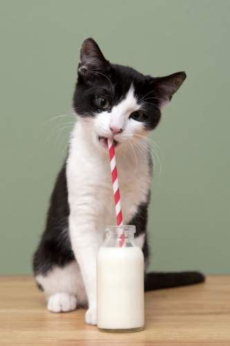 Side effects in children are rare, but common side. Can Cats Drink Milk? Should You Give YOUR Cats Milk?