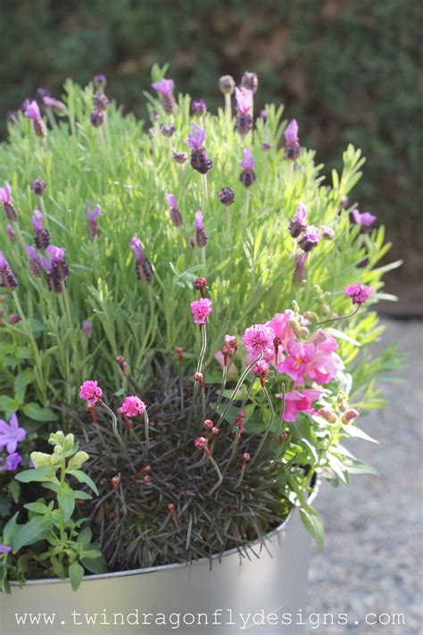 November to march h x s: Create a Bee Friendly Planter » Dragonfly Designs