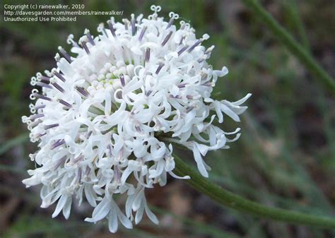 Trinervia) sometimes cultivated and having purplish flowers in globose. PlantFiles Pictures: Barbara's Buttons, Puffballs ...