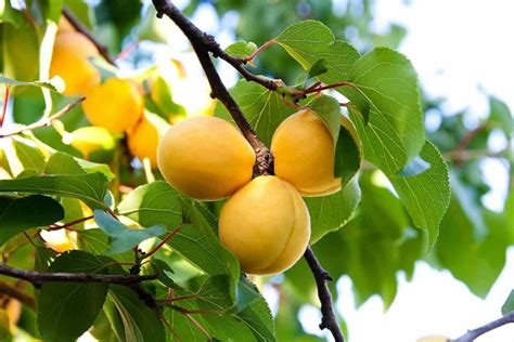 How To Grow An Apricot Tree From Seed Minneopa Orchards