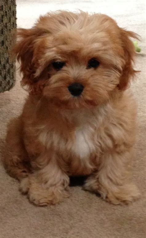At what age is it safe for puppies to hike? cavapoo - Google Search | Dogs - too cute! | Pinterest | Pets, Puppys and Search