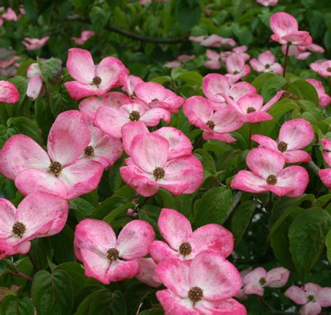 Cherokee chief dogwood is considered by many to be the best red flowering dogwood on the market today. Cornus florida 'Cherokee Chief' | Hillier