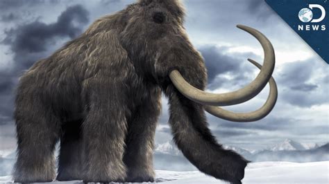 Woolly Mammoth Brain Found Time To Clone Youtube