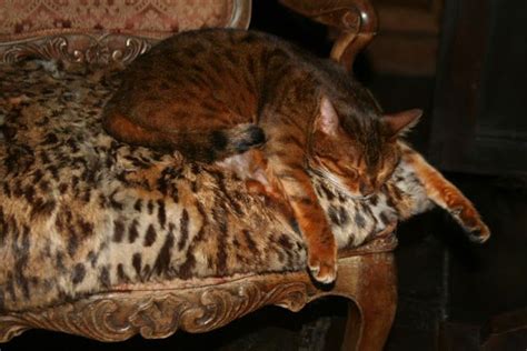 NEUTRAL HEAVEN Interior Design And Mood Creation Asian Leopard Cat Coat Of Many Colors Cat