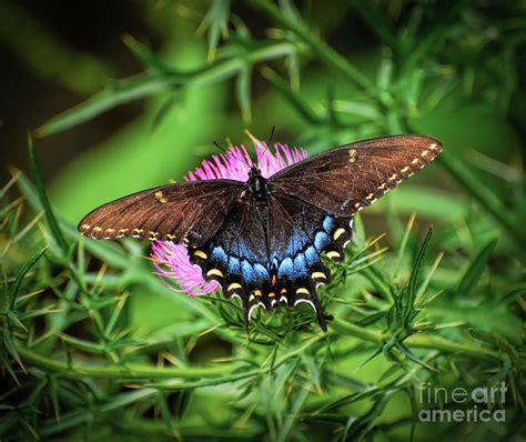 Eastern Tiger Swallowtail Dark Morph Photograph By Kerri Farley