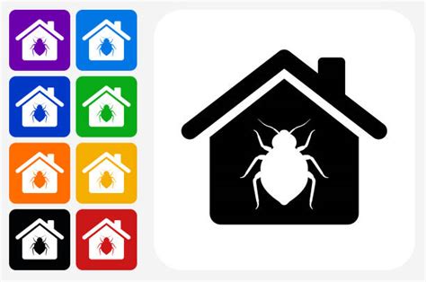 Bed Bug White Background Illustrations Royalty Free Vector Graphics