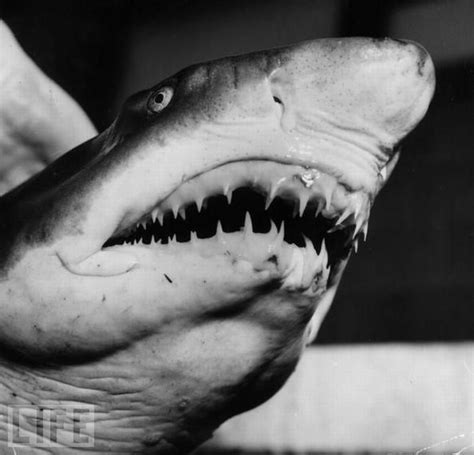 Inside A Sharks Mouth 25 Pics