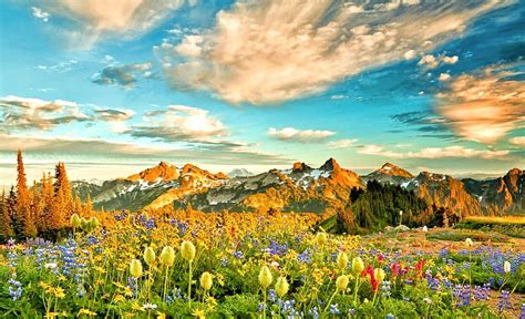 Mountains And Wildflowers Mountain Wildflower Sky Nature Hd
