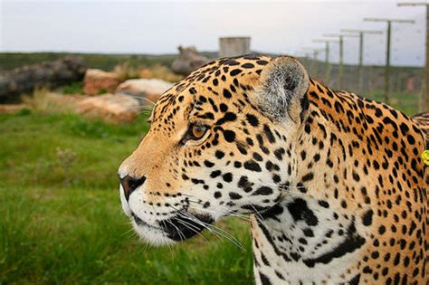 jukani wildlife sanctuary get the best accommodation deal book self catering or bed and
