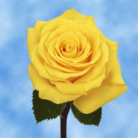 Yellow Beautiful Roses Global Rose