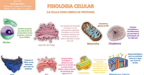Fisiologia Medica Fisiologia Celular Funcion De Organelos En La Bila Rasa