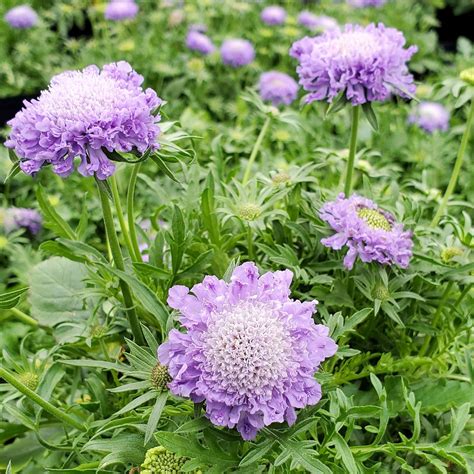 Scabiosa ‘blue Note Pincushion Flower Cavanos Perennials