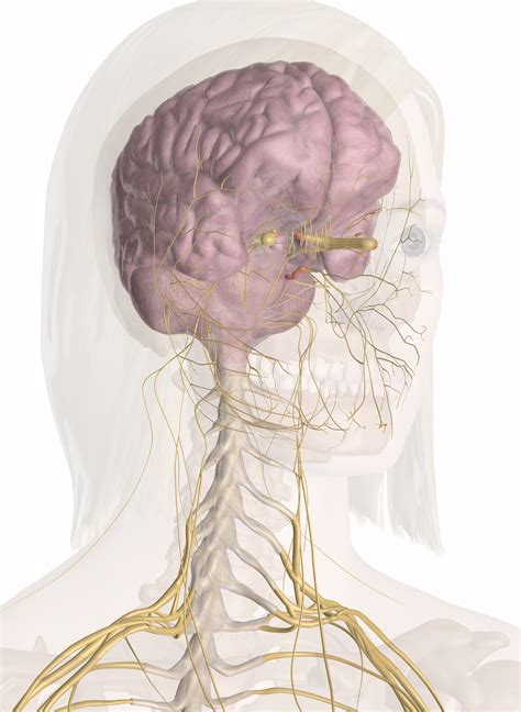 You'll eventually reach a fork, and at this fork you'll want to head westward. Nerves of the Head and Neck | Interactive Anatomy Guide