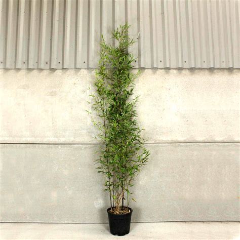 Black Bamboo 150200cm 10l Pot Hedges Direct Uk