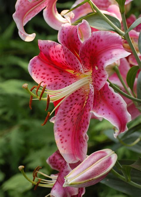 God did everything so elegantly, with such an exquisite attention to detail. God has created Flowers - Page 03