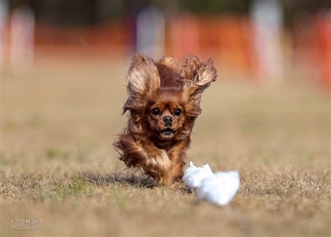 American kennel club phelan, america's fastest dog. FAST CAT