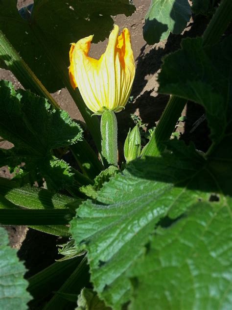 They also thrive with lots of compost and yes, the flowers are edible! Zucchini Flowers