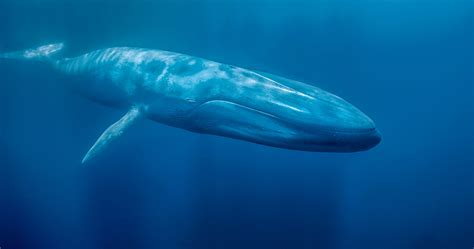 Rare Footage Of Blue Whales Feeding Captured Iflscience