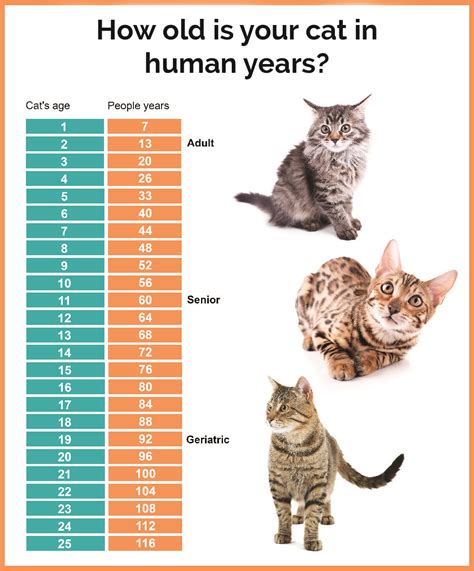 In just one year they go from weighing around 100 grams when they are born to 2 or 3kg ten months later. Cat Age Chart - Gallery Of Chart 2019