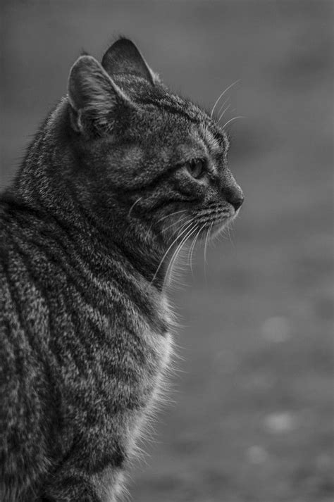 Pin On Cat Photography Black And White