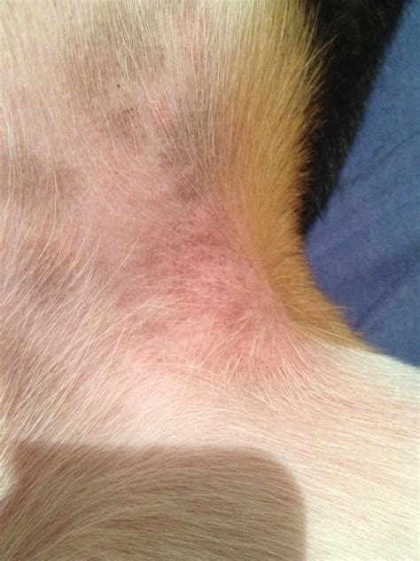Sores On Dogs Belly