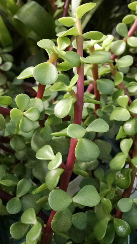 Miniature Jade Plant, Upright Jade | Houseplants by Studley's