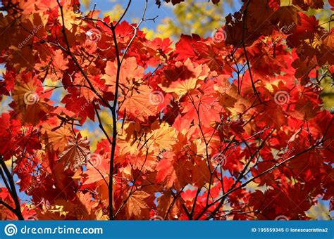 Red Leaves Of Acer Platanoides Also Known As Norway Maple Tree In An