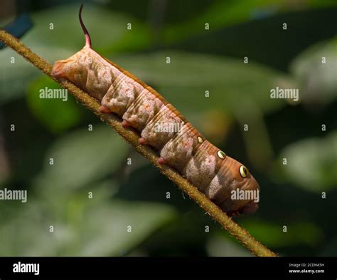 Large Brown Caterpillar Stock Photo Alamy