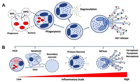 Cells Free Full Text Anti Inflammatory Neutrophil Functions In The