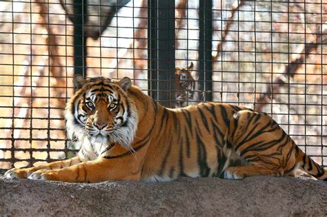 Tiger Mauls Kansas Zookeeper In Front Of Visitors