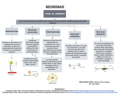 Mapa Conceptual Tipos De Neurona Realizado Por Johanna Silva Vargas