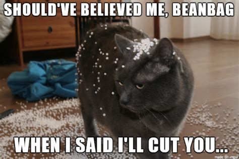 Revenge Cat Meme Guy