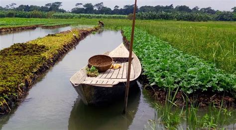 The Remarkable Floating Gardens Of Bangladesh Greenpage