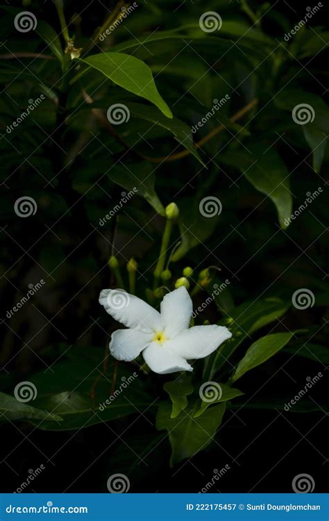 Small White Jasmine Flowers In The Garden Stock Image Image Of Aroma