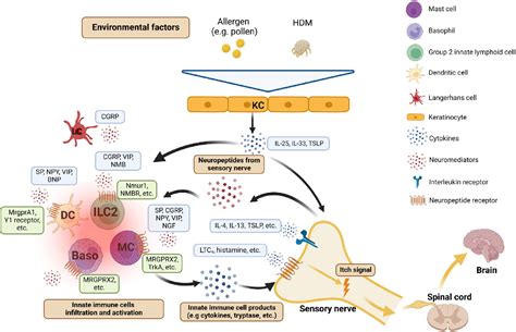 Figure 2 From Neural Regulation Of Innate Immunity In Inflammatory Skin Diseases Semantic Scholar