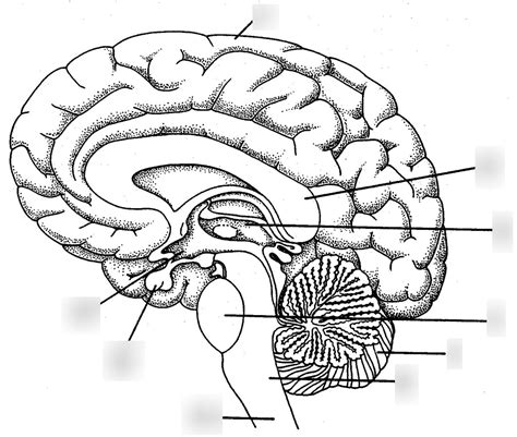 Blank Parts Of The Brain Diagram