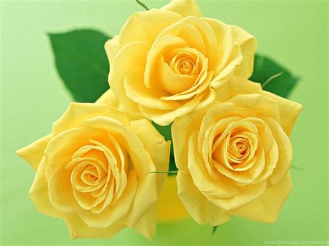 Top Hình ảnh Hoa Hồng Vàng đẹp Mê Ly Yellow Rose