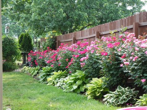 Knockout Roses Along The Fence Backyard Landscaping Designs Backyard