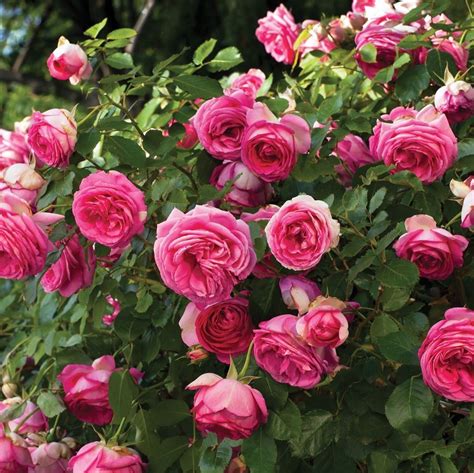A Bush Full Of Pink Roses With Green Leaves