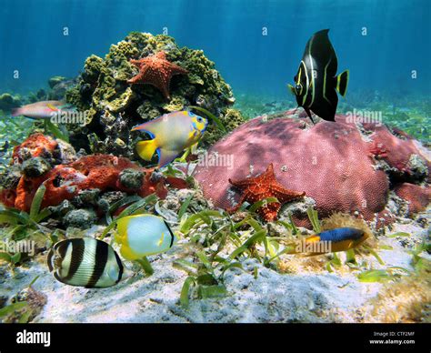 Colorful Sea Life On The Seabed With Tropical Fish Corals Starfish