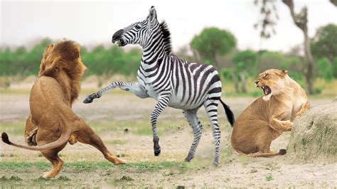 amazing pride of lions hunting zebra lost herd zebra try to escape but lion hunting