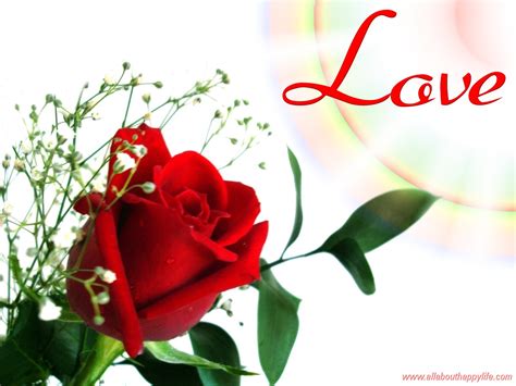 73 Red Rose Love Wallpaper