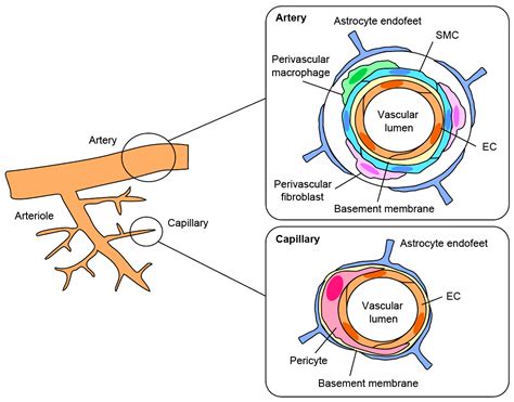 Life Free Full Text The Multiple Roles Of Pericytes In Vascular